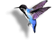 Colibris-18.gif