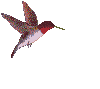 Colibris-19.gif