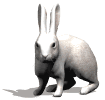Conejos-54.gif