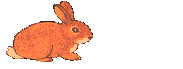 Conejos-58.gif