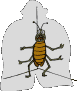 Cucarachas-03.gif
