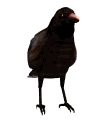 Cuervos-10.gif