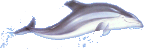Delfines-33.gif