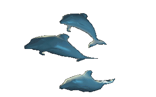 Delfines-50.gif
