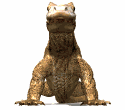 Dragon-de-Komodo-07.gif