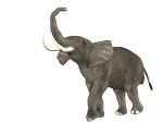 elefante-16.gif