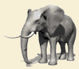 elefante-45.gif