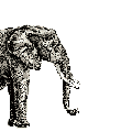 elefante-67.gif