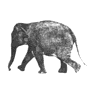 elefante-94.gif