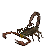 Escorpiones-05.gif