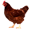 Gallos-27.gif
