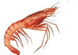 Gamba-01.gif