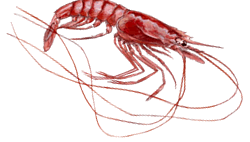 Gamba-03.gif