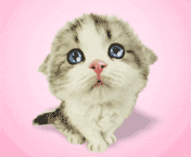 Gatos-05.gif