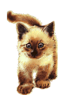 Gatos-06.gif
