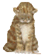 Gatos-101.gif