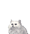 Gatos-105.gif