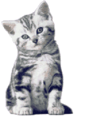 Gatos-119.gif