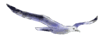 Gaviota-02.gif