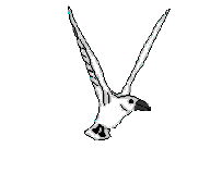 Gaviota-06.gif
