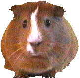 Hamster-32.gif