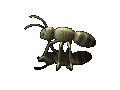 Hormigas-06.gif
