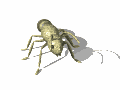 Hormigas-09.gif