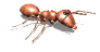 Hormigas-23.gif