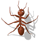 Hormigas-37.gif