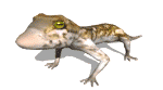 Iguana-05.gif