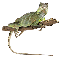 Iguana-06.gif