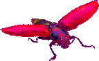 Insectos-12.gif