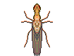 Insectos-13.gif