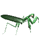 Insectos-15.gif