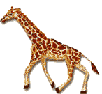 Jirafas-24.gif
