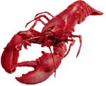 Langostas-06.gif
