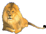 Leones-40.gif