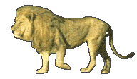 Leones-42.gif