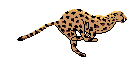 Leopardo-01.gif