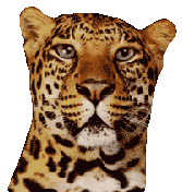 Leopardo-02.gif