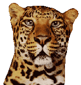 Leopardo-02.gif
