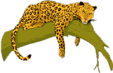 Leopardo-03.gif