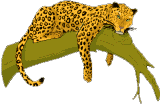 Leopardo-03.gif