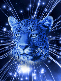 Leopardo-04.gif