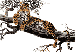 Leopardo-05.gif