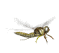 Libelula-05.gif