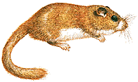 Lirones-04.gif