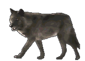 Lobos-16.gif