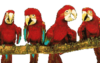 Loros-35.gif