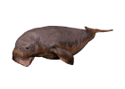 Manaties-02.gif